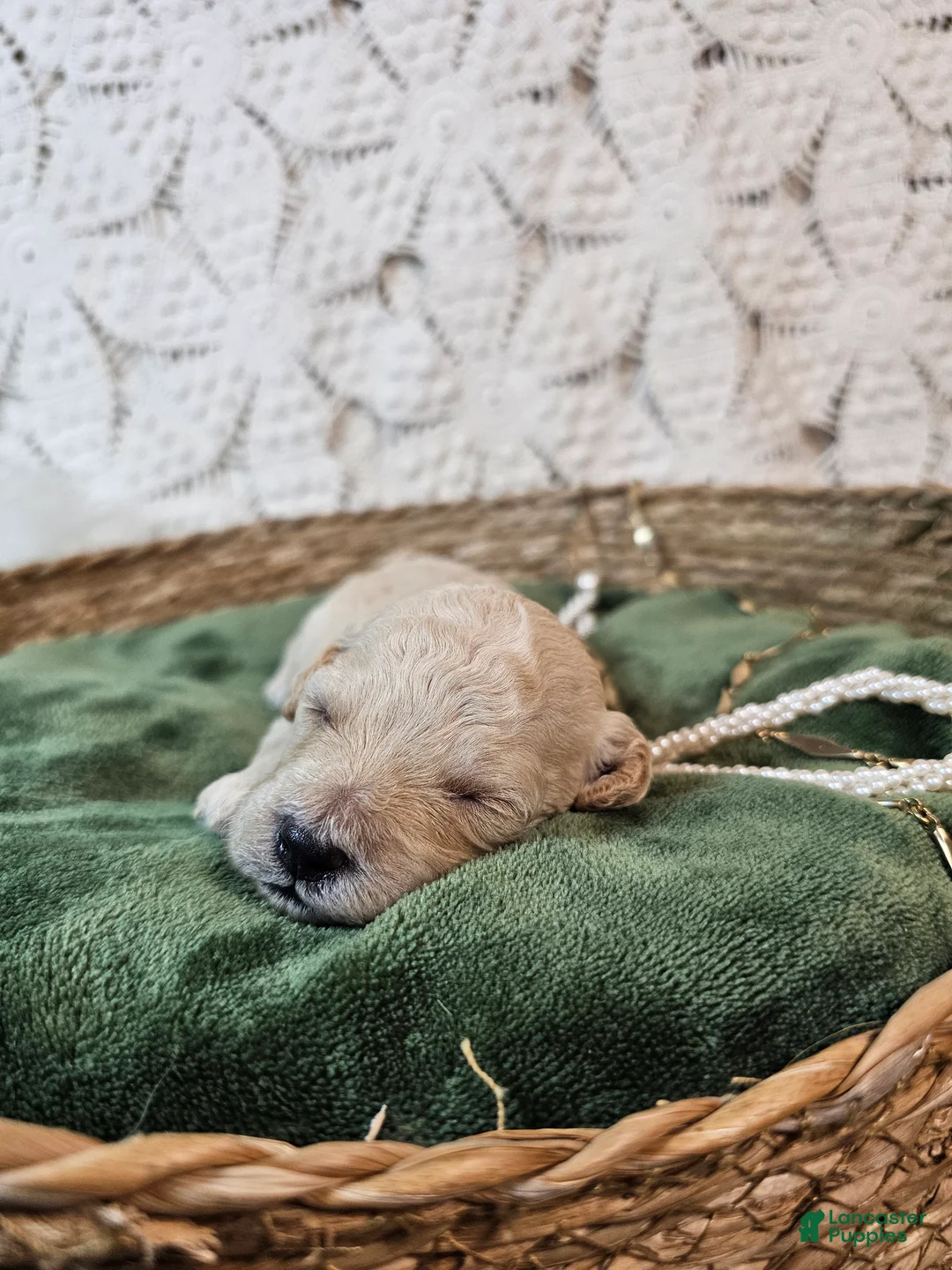 Mini Goldendoodle dogs for sale: Cassia - Ad 2
