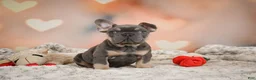 French Bulldog dogs for sale: Aaron - Ad 7