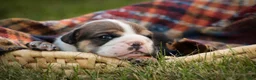 English Bulldog dogs for sale: Walter English Bulldog  - Ad 3