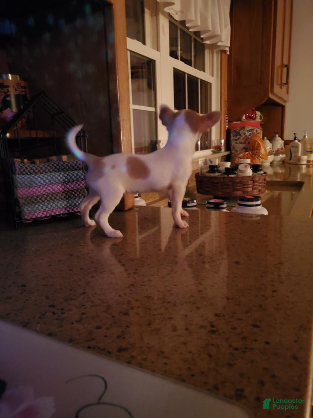 Chihuahua dogs for sale: Chihuahua Puppy 1 - Ad 4