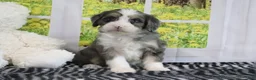 Mini Bernedoodle dogs for sale: Rose - Ad 2