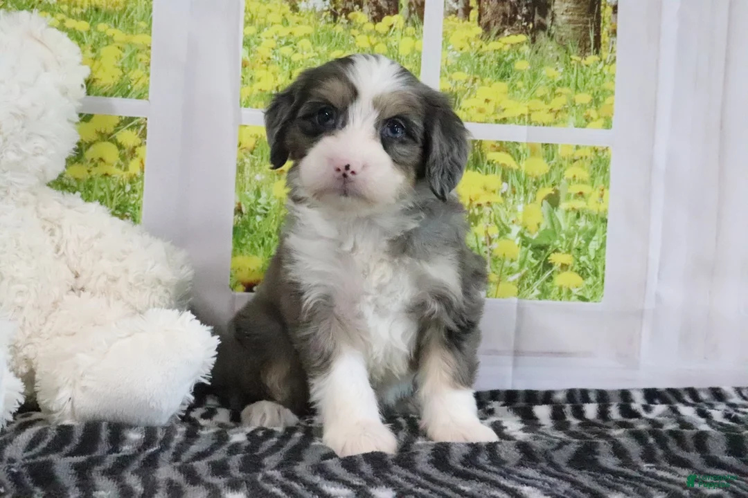Mini Bernedoodle dogs for sale: Rose - Ad 2