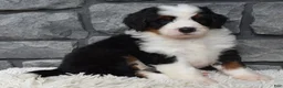 Mini Bernedoodle dogs for sale: Cuddles  - Ad 3