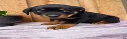 Rottweiler dogs for sale: Rex - Ad 5