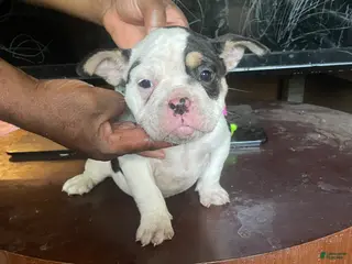 American Bully dogs for sale: Pocket Bully - Ad 1