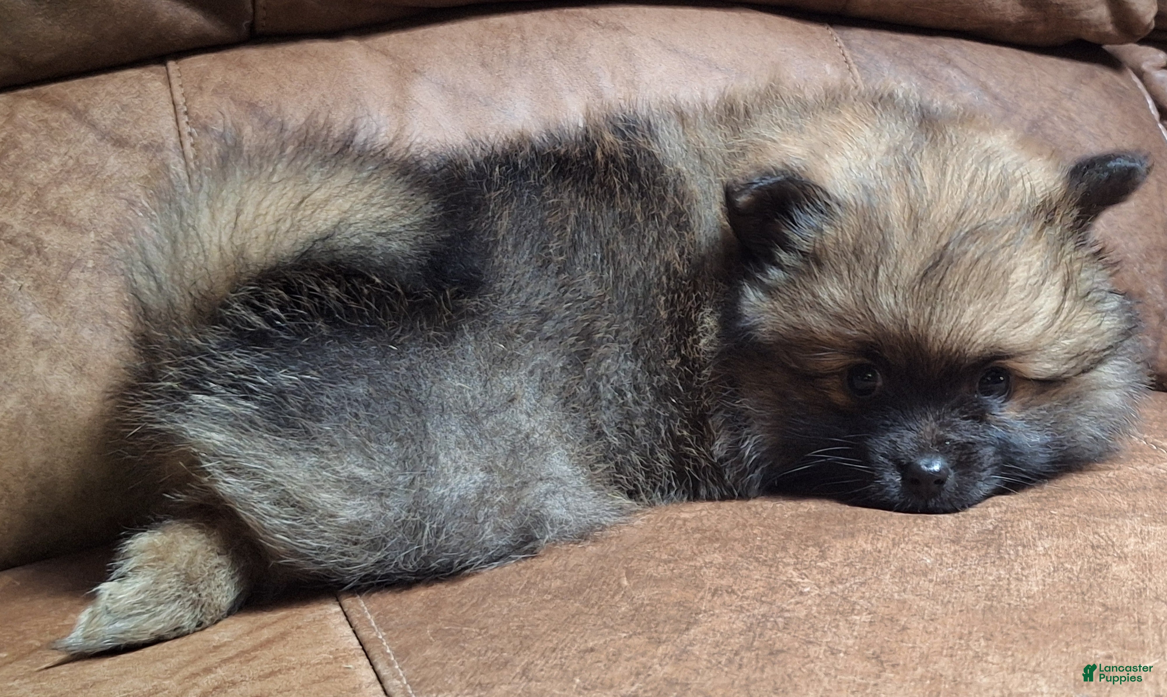 Pomeranian dogs Wolf sable female darker - Ad 2