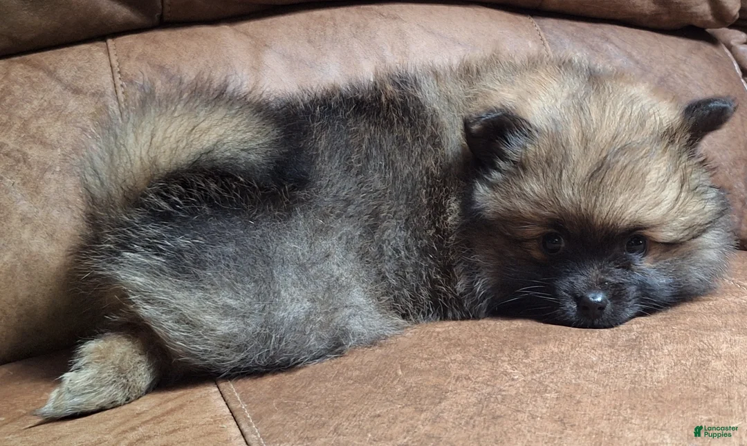 Pomeranian dogs for sale: Wolf sable female darker - Ad 2