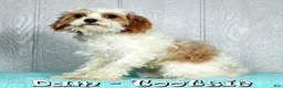 Cavapoo dogs for sale: Benji - Ad 10