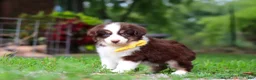Miniature Australian Shepherd dogs for sale: Kai - Ad 3