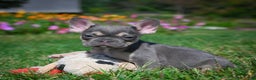 French Bulldog dogs for sale: Coco - Ad 4