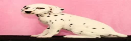 Dalmatian dogs for sale: Janice - Ad 4