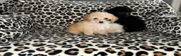 Toy Poodle dogs for sale: Cici - Ad 3