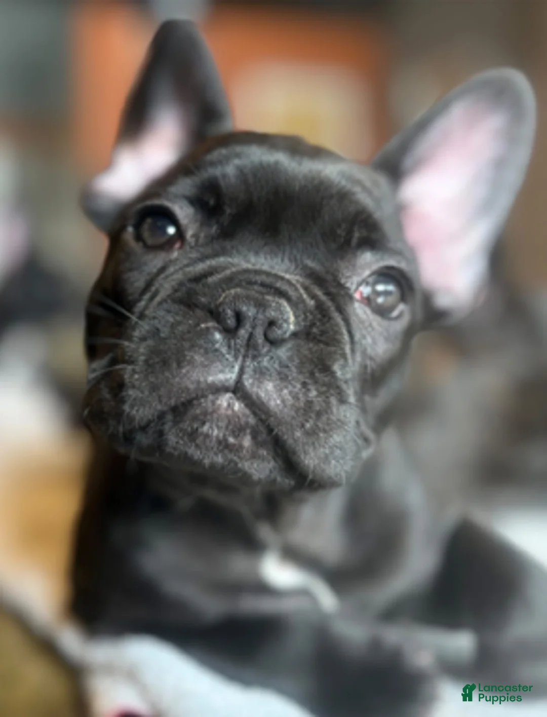 French Bulldog dogs for sale: Navy - Ad 1