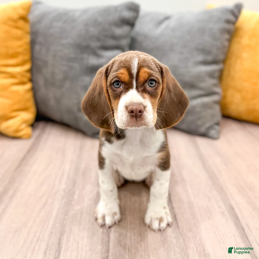 Beagle dogs for sale: Sadie - Ad 1