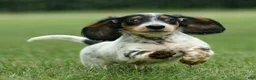 Miniature Dachshund dogs for sale: Duke Miniature Dachshund Puppy  - Ad 3