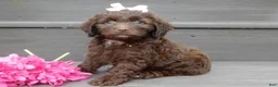 Cockapoo dogs for sale: Molly - Ad 6