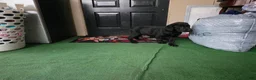 Labrador Retriever dogs for sale: Labrador Retriever Puppy 4 - Ad 2
