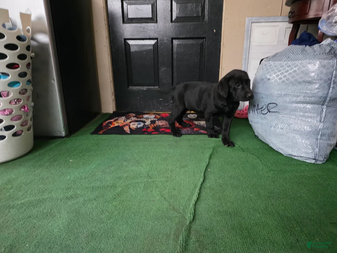 Labrador Retriever dogs for sale: Labrador Retriever Puppy 4 - Ad 2