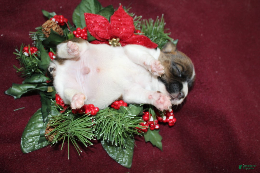 Jack Russell Terrier dogs for sale: Skittles - Ad 7