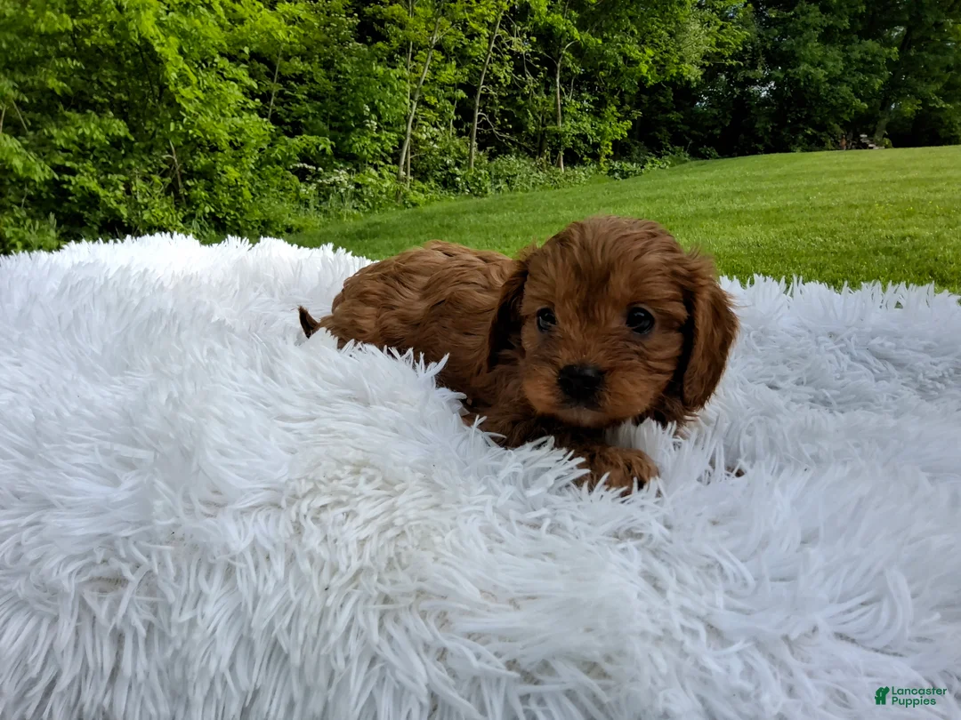 Cavapoo dogs for sale: Peanut - Ad 2