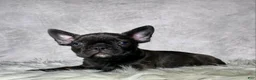 Frenchton dogs for sale: Miss Luna - Ad 6