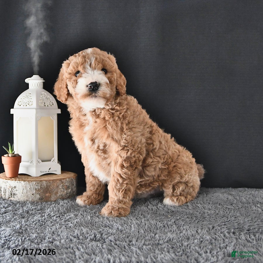 Mini Goldendoodle dogs Alex - Ad 2