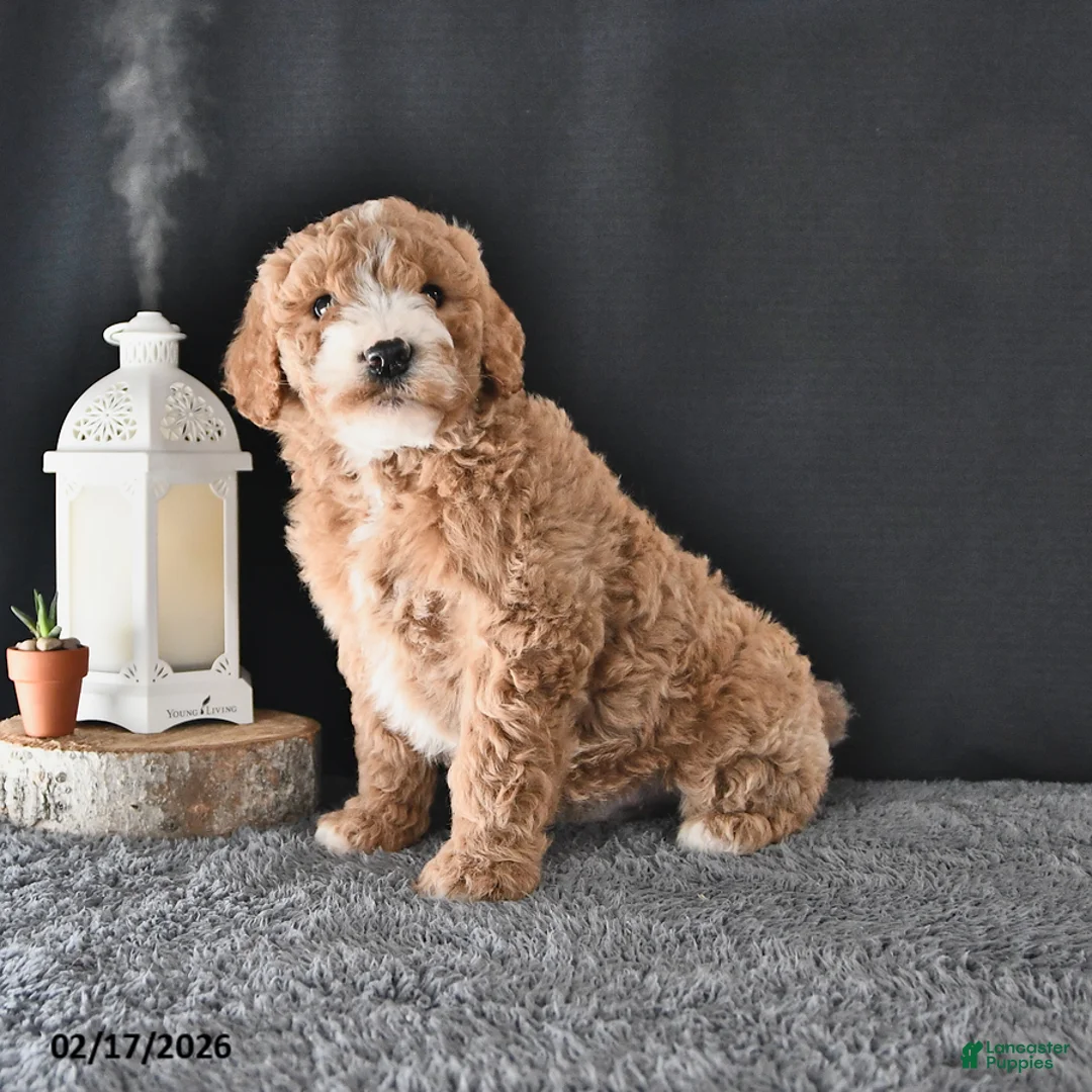 Mini Goldendoodle dogs for sale: Alex - Ad 2