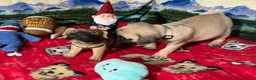 Pug dogs for sale: Billy - Ad 3