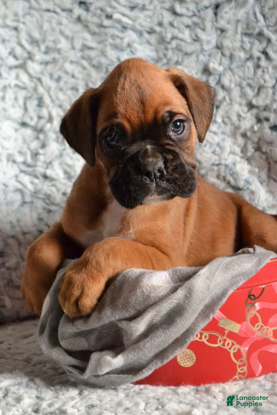 Boxer dogs for sale: Ryder - Ad 1