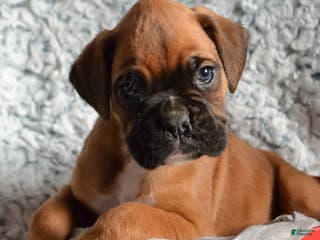 Boxer dogs Ryder - Ad 11