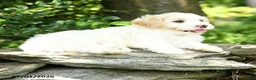 Maltipoo dogs for sale: Sailor - Ad 4