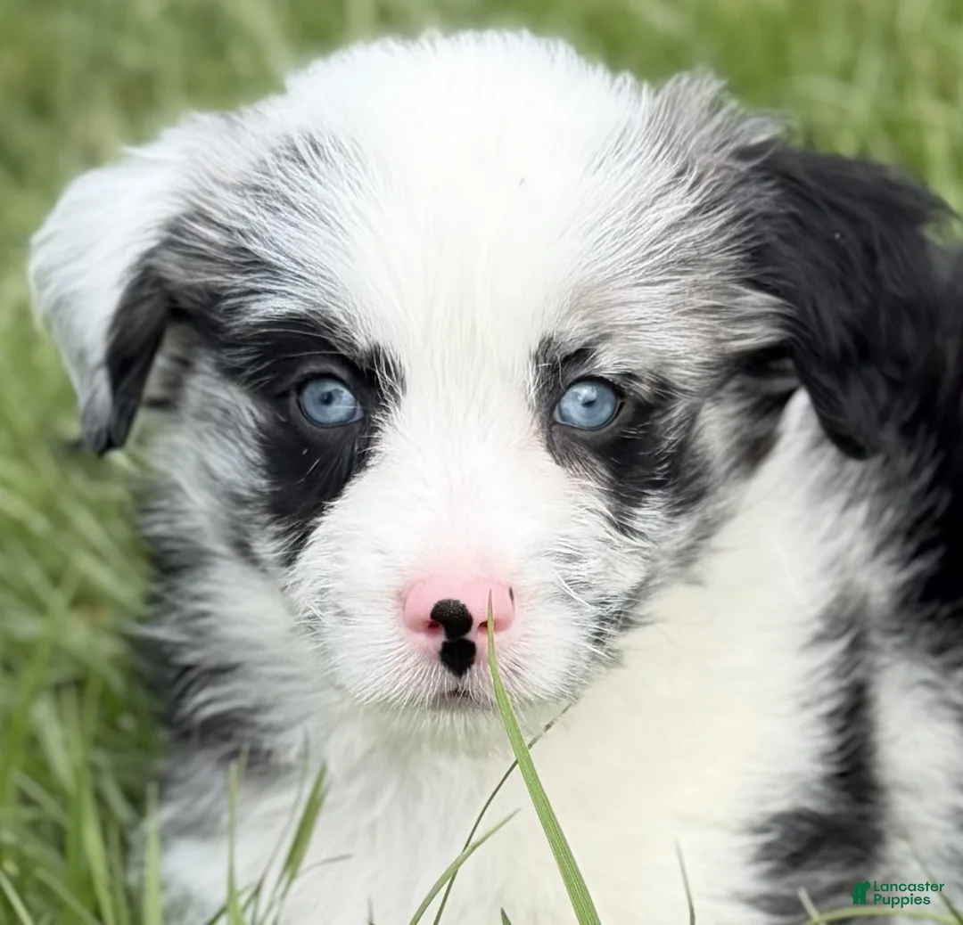 Mini Aussiedoodle dogs for sale: Sadie - Ad 6