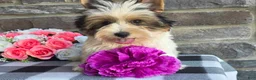 Biewer Terrier dogs for sale: Buddie - Ad 5