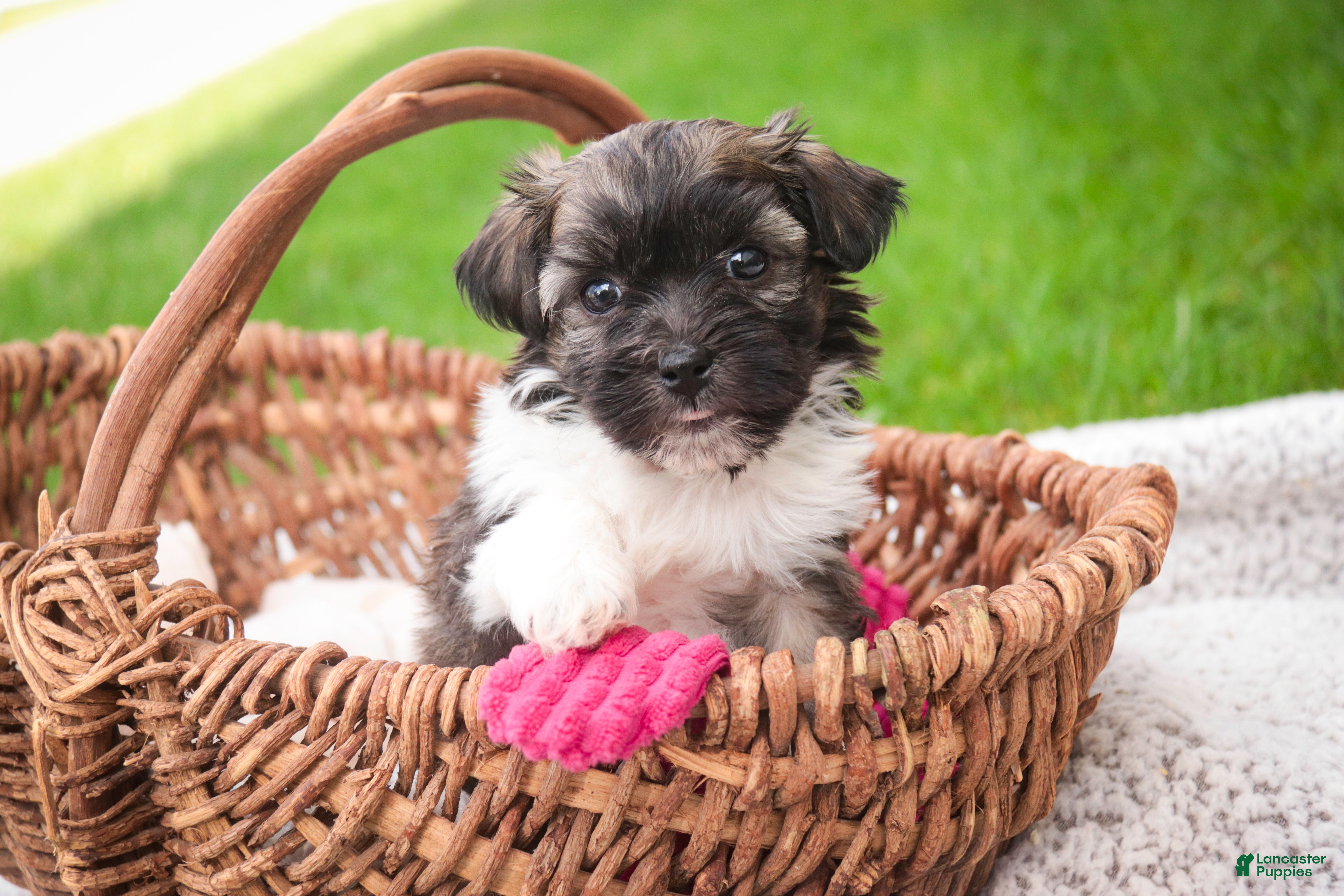 Havanese dogs Sweetie - Ad 1