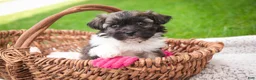 Havanese dogs for sale: Sweetie - Ad 1