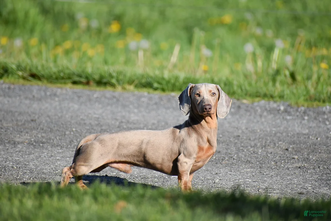 Miniature Dachshund dogs for sale: Natasha - Ad 10