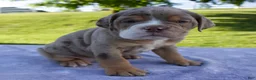 Beabull dogs for sale: Toby - Ad 5