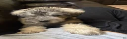 Schnauzer dogs for sale: Luna - Ad 7