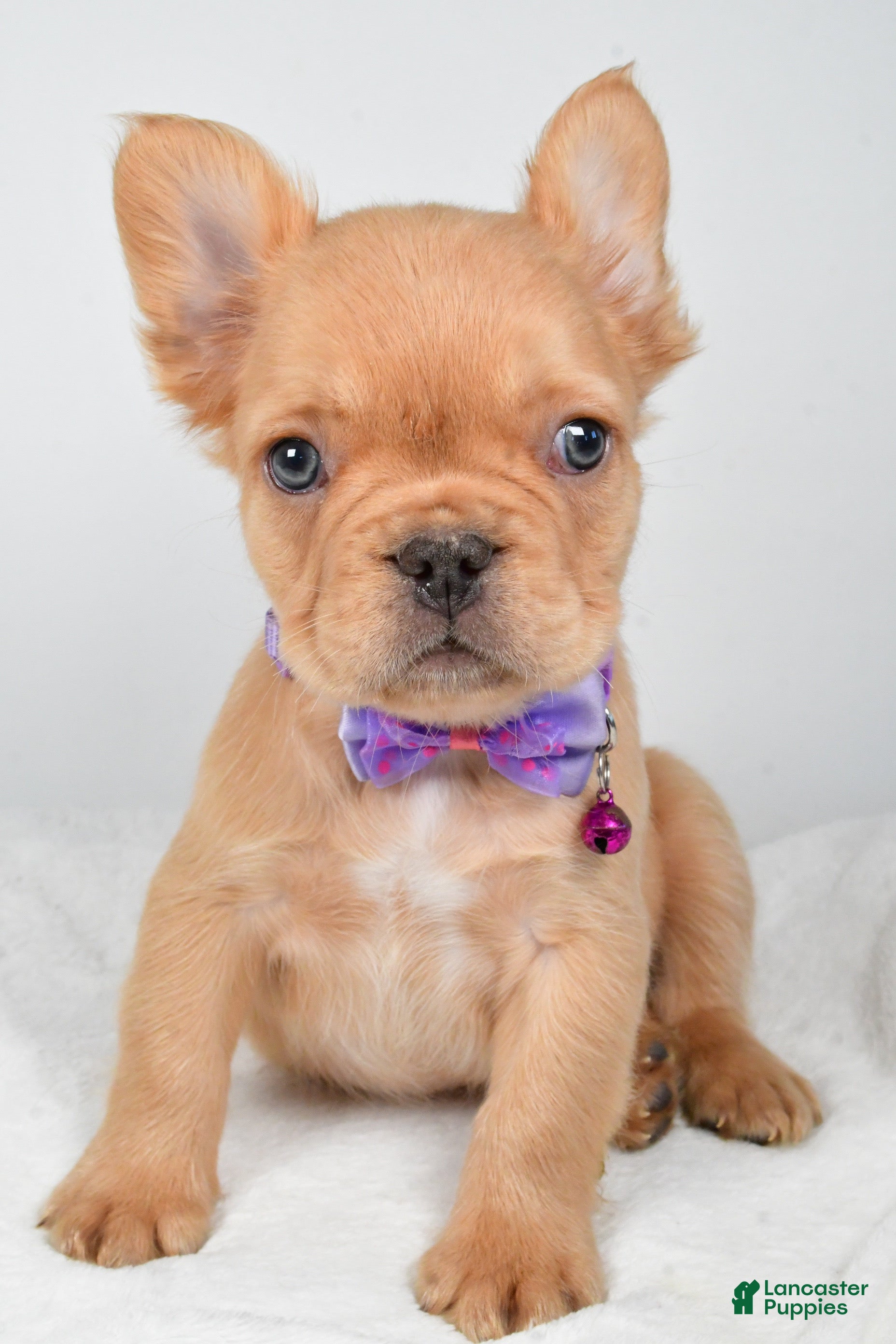 French Bulldog dogs Vernon - Ad 25