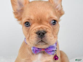 French Bulldog dogs Vernon - Ad 36