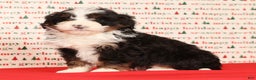 Mini Bernedoodle dogs for sale: Snickers - Ad 8