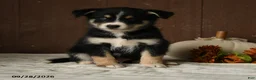 Mixed Breed dogs for sale: Berry - Ad 4
