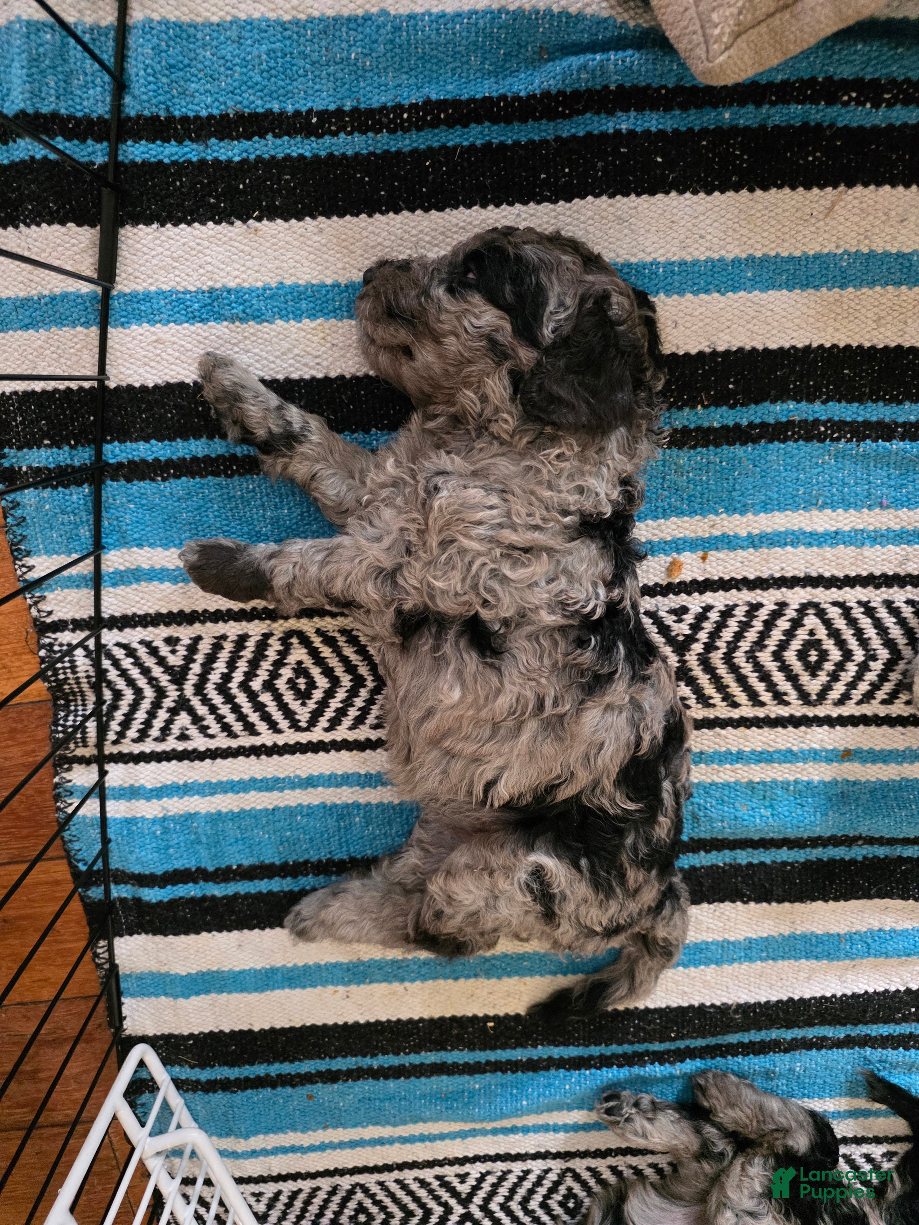 Standard Poodle dogs Half & Half - Ad 2