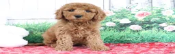 Mini Goldendoodle dogs for sale: Tessa - Ad 3