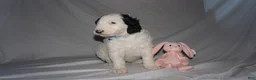 Mixed Breed dogs for sale: Fifi - Ad 13