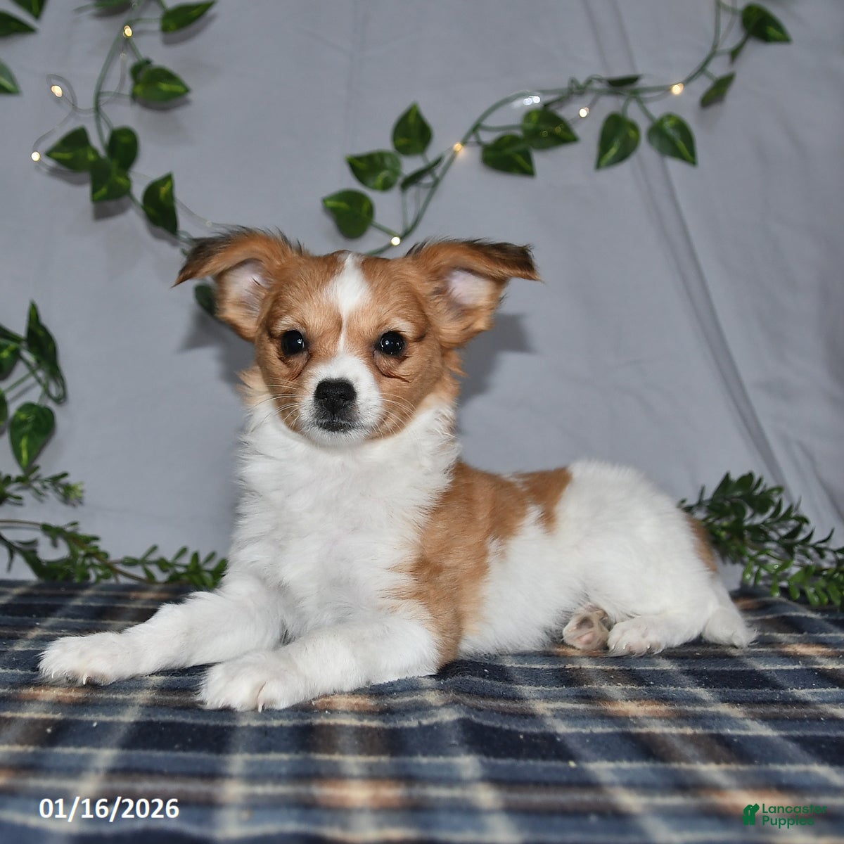 Papillon dogs Nelly - Ad 20