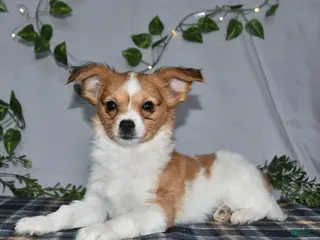 Papillon dogs Nelly - Ad 10
