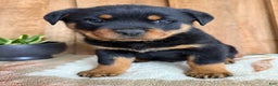 Rottweiler dogs for sale: Luke - Ad 8