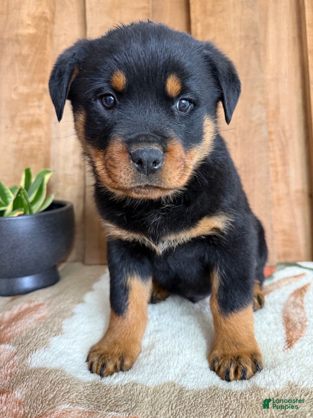 Rottweiler dogs for sale: Luke - Ad 8