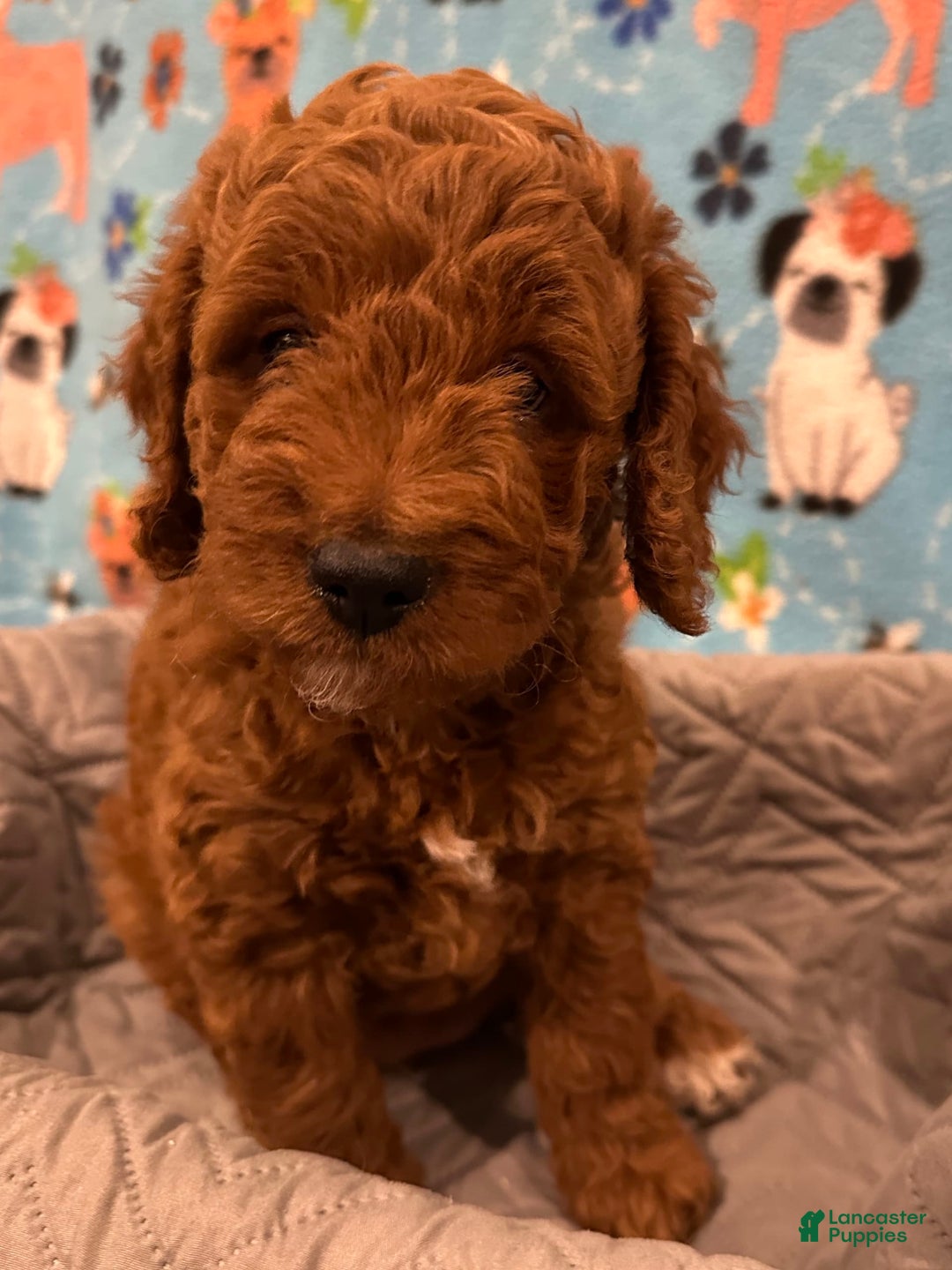 Goldendoodle dogs for sale: Nyla - Ad 2